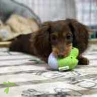 山下 プリン ちゃん