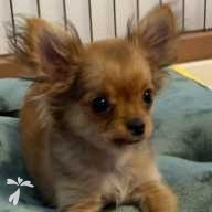 重弘 ちぇる ちゃん