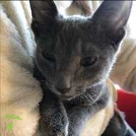 井上 ロア ちゃん