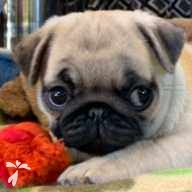 小池 あん ちゃん