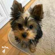 大橋 メル ちゃん