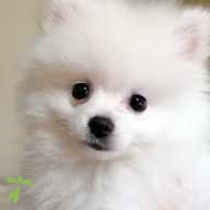 鎌田 もち ちゃん