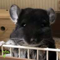 富井 おこめ ちゃん