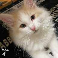 中岡 シンバ ちゃん