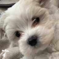 阿部 ベル ちゃん