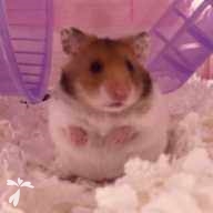 武田 みー ちゃん