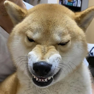 海ちゃん
