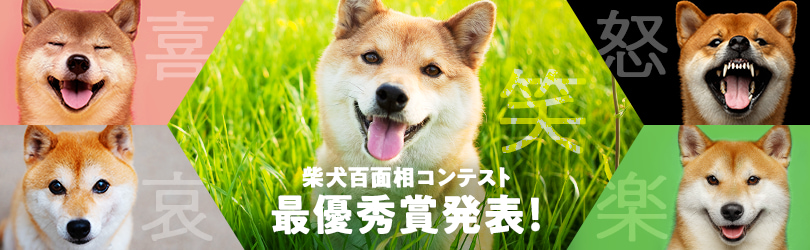 柴犬百面相コンテスト 最優秀賞発表!