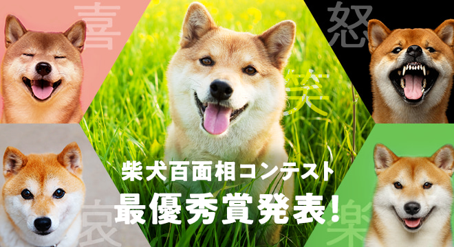 柴犬百面相コンテスト 最優秀賞発表!