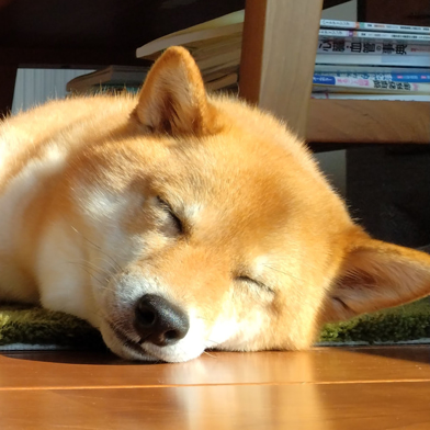 花ちゃん