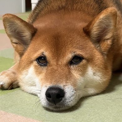 桃矢ちゃん